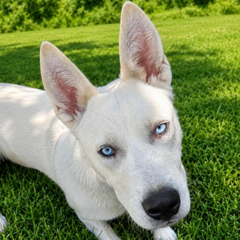 Enlarge Jedi, a Adoptable mixed breed in Springfield, MO image 4/6
