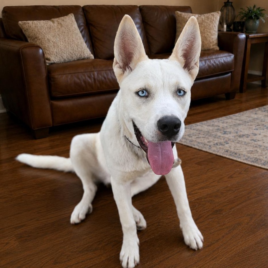Enlarge Jedi, a Adoptable mixed breed in Springfield, MO image 5/6