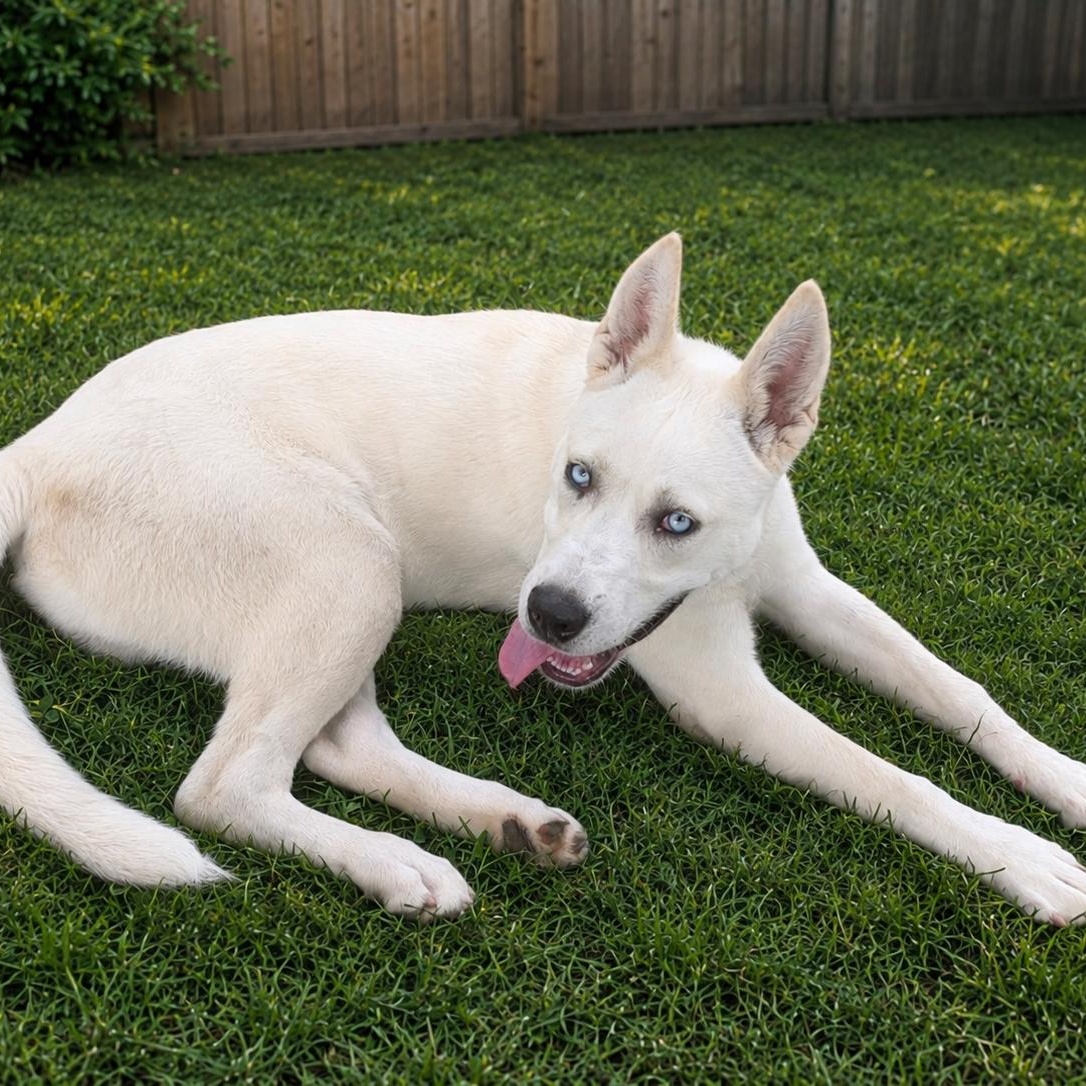 Enlarge Jedi, a Adoptable mixed breed in Springfield, MO image 6/6