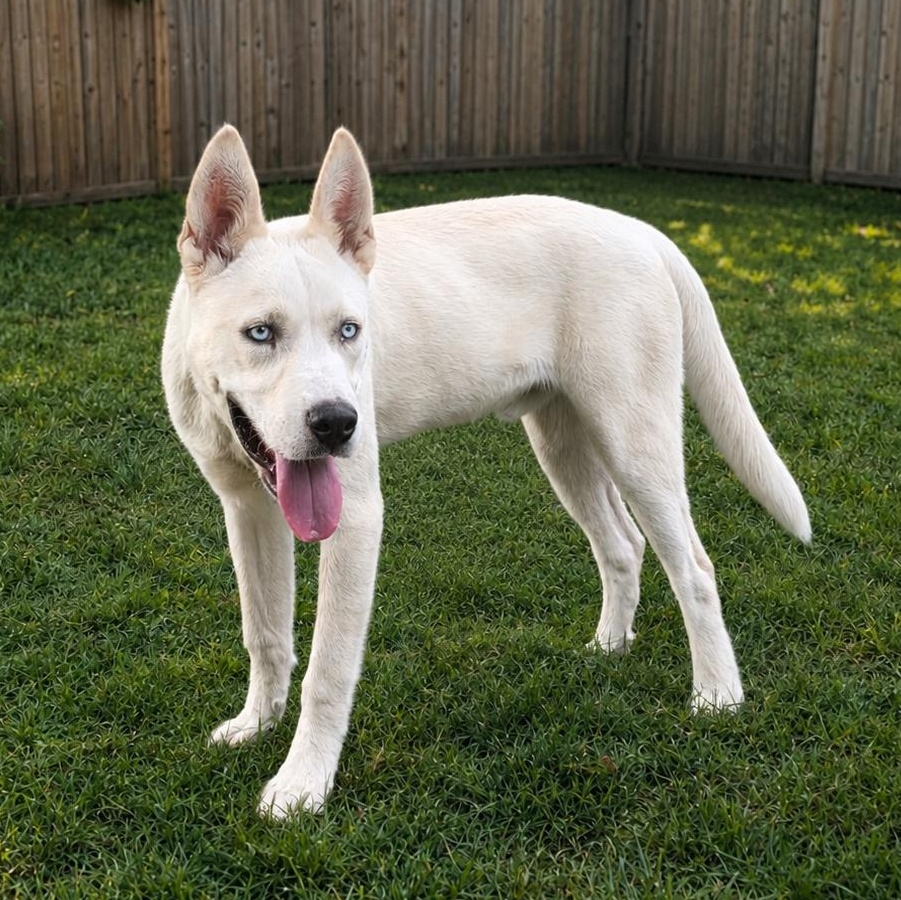 Enlarge Jedi, a Adoptable mixed breed in Springfield, MO image 1/6