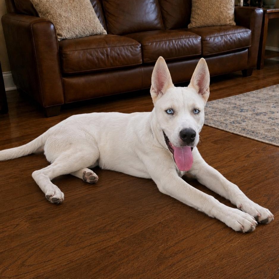 Enlarge Jedi, a Adoptable mixed breed in Springfield, MO image 2/6