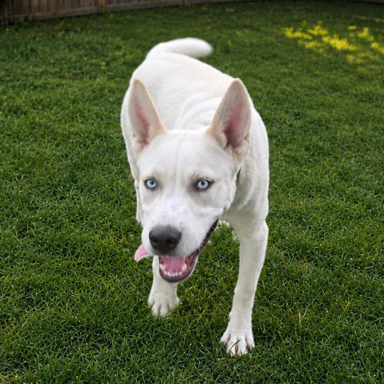 Enlarge Jedi, a Adoptable mixed breed in Springfield, MO image 3/6