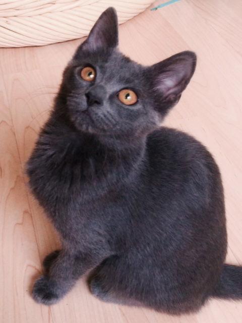 Zena, Adopted, Kitten Female Domestic Short Hair.