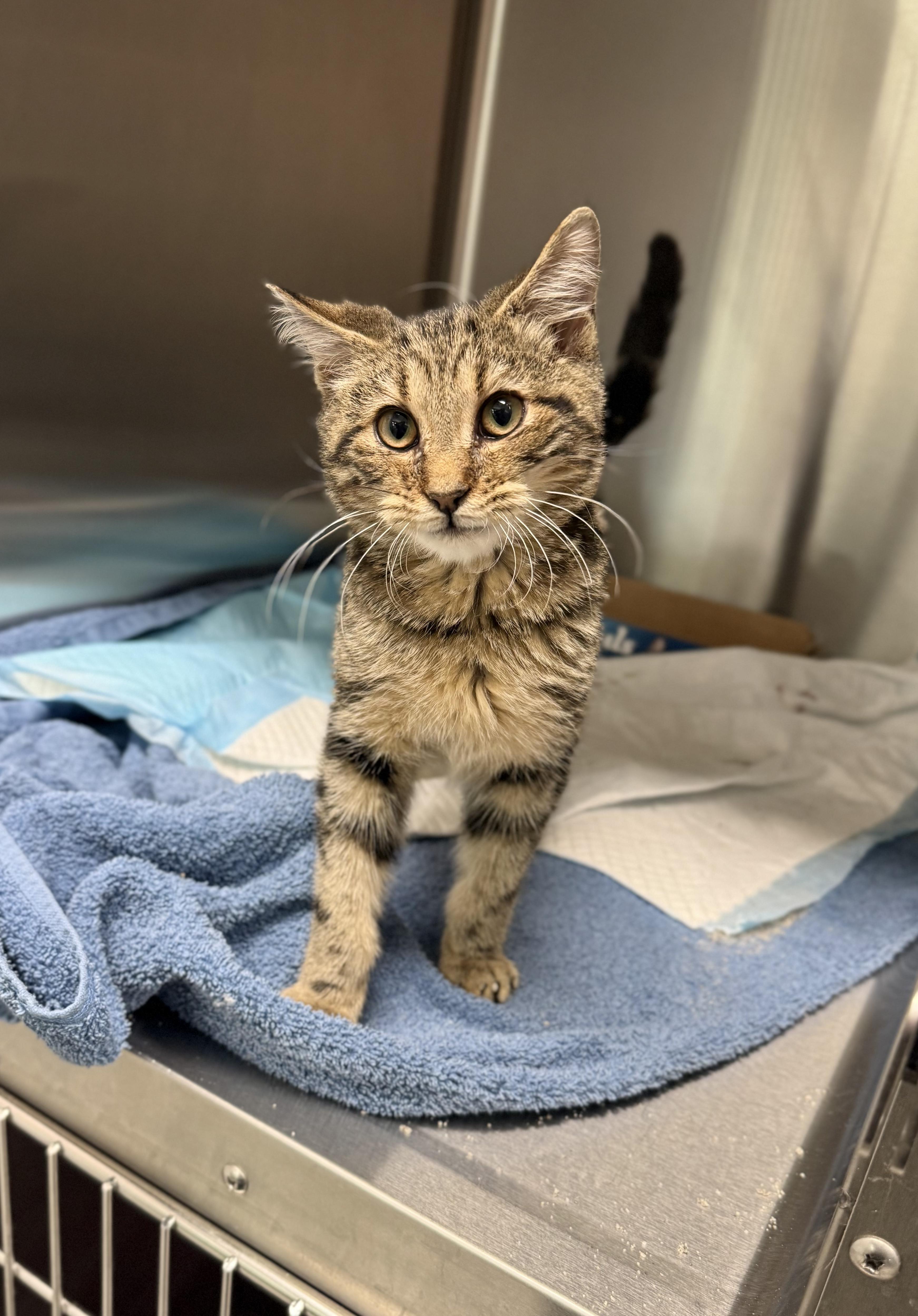 Enlarge Roger, a Adoptable Domestic Short Hair in Manchester, MD image 1/1