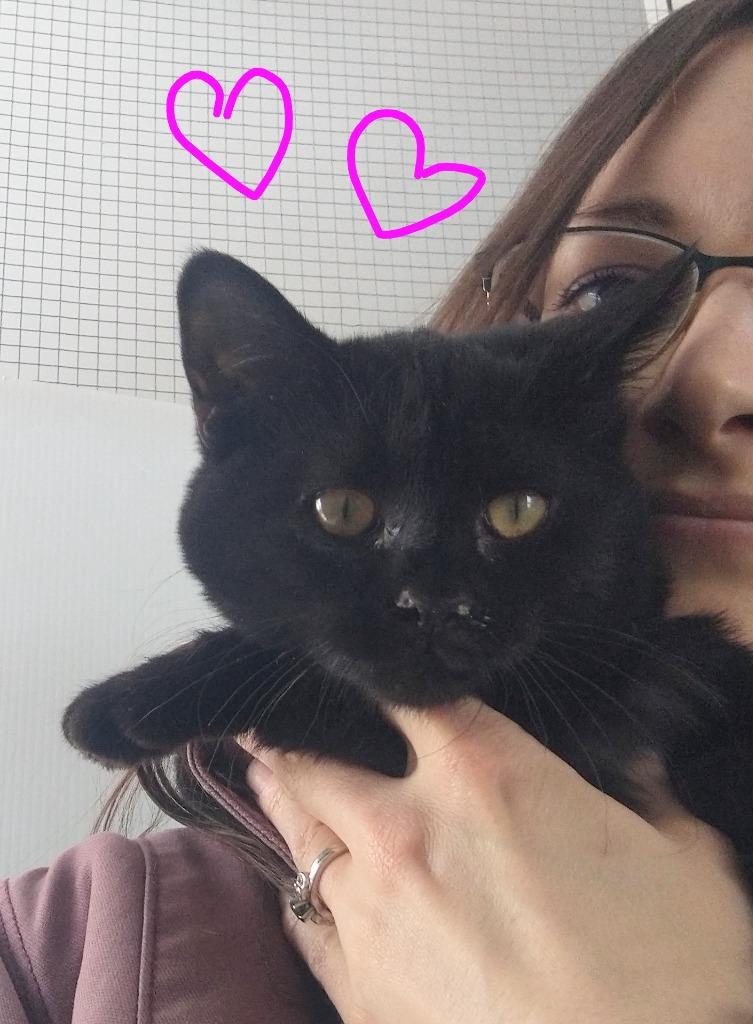 Lucille, Adoptable, Young Female Domestic Short Hair.