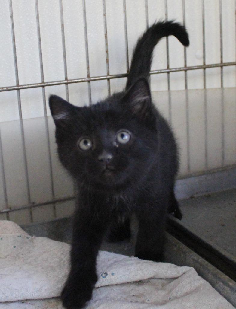 Lucille, Adoptable, Young Female Domestic Short Hair.