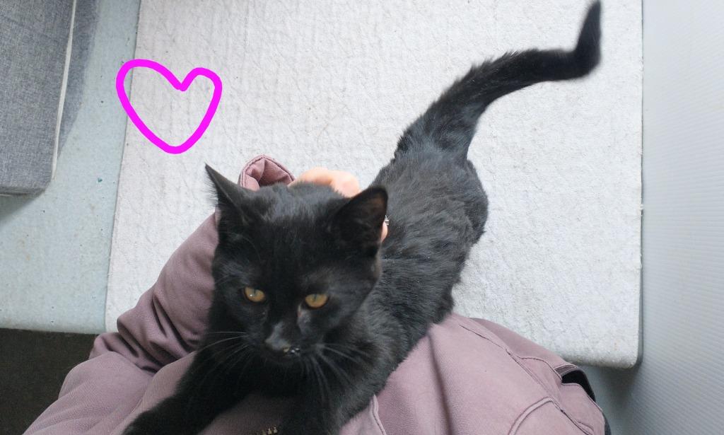 Enlarge Lucille, a Adoptable mixed breed in Saint James, MN image 3/5