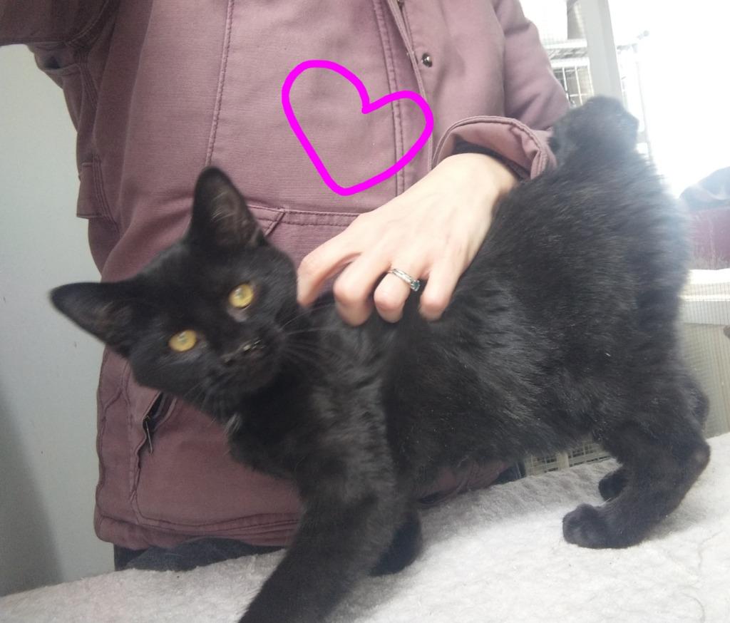 Enlarge Lucille, a Adoptable mixed breed in Saint James, MN image 4/5