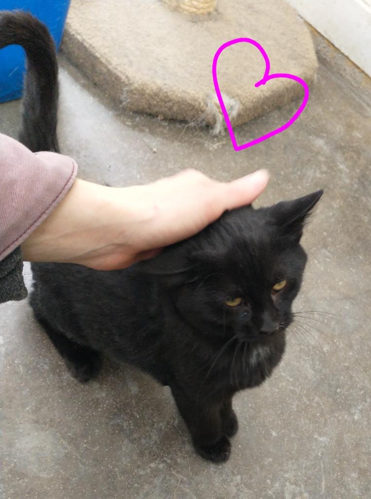 Enlarge Lucille, a Adoptable mixed breed in Saint James, MN image 5/5