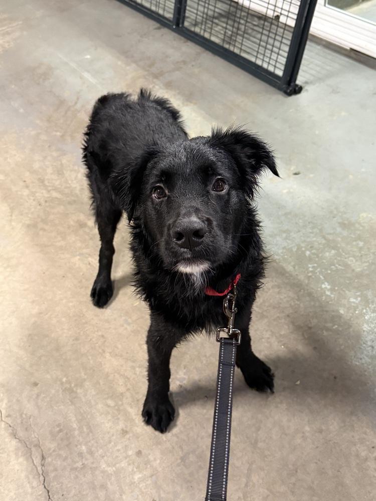Enlarge Goober, a Adopted mixed breed in Irwin, PA image 2/6