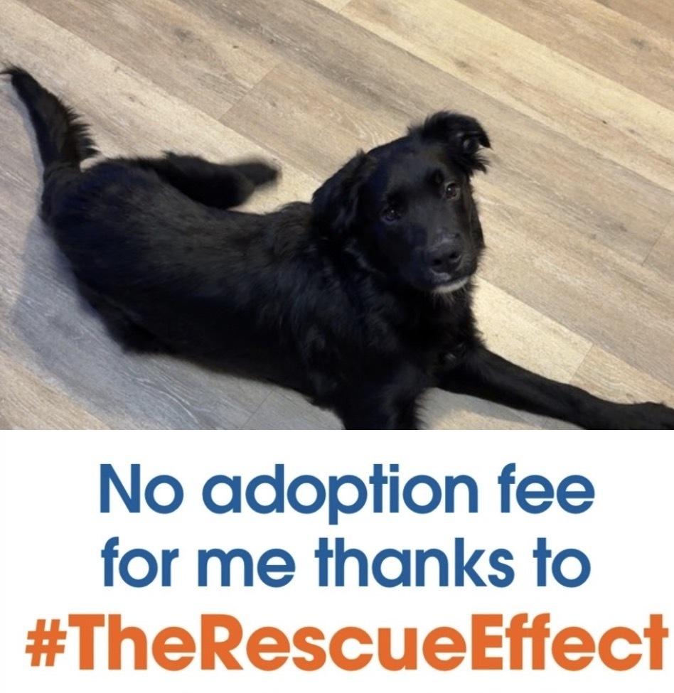 Goober, Adopted, Adult Male Retriever & Shepherd.