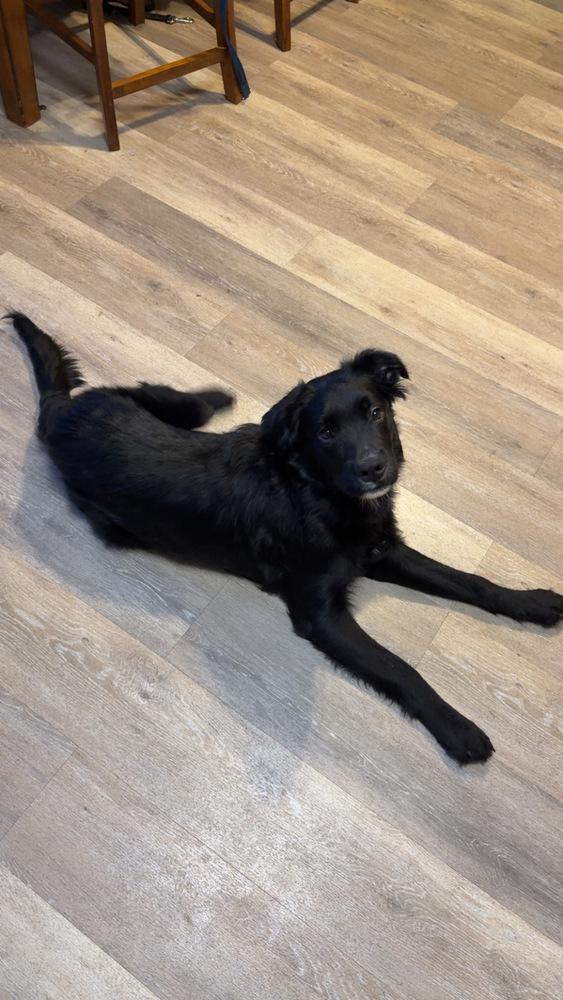 Enlarge Goober, a Adopted mixed breed in Irwin, PA image 4/6
