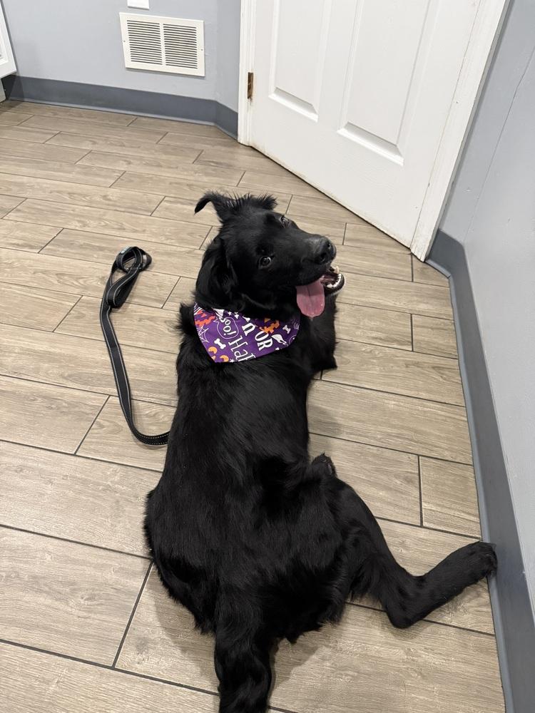 Enlarge Goober, a Adopted mixed breed in Irwin, PA image 5/6