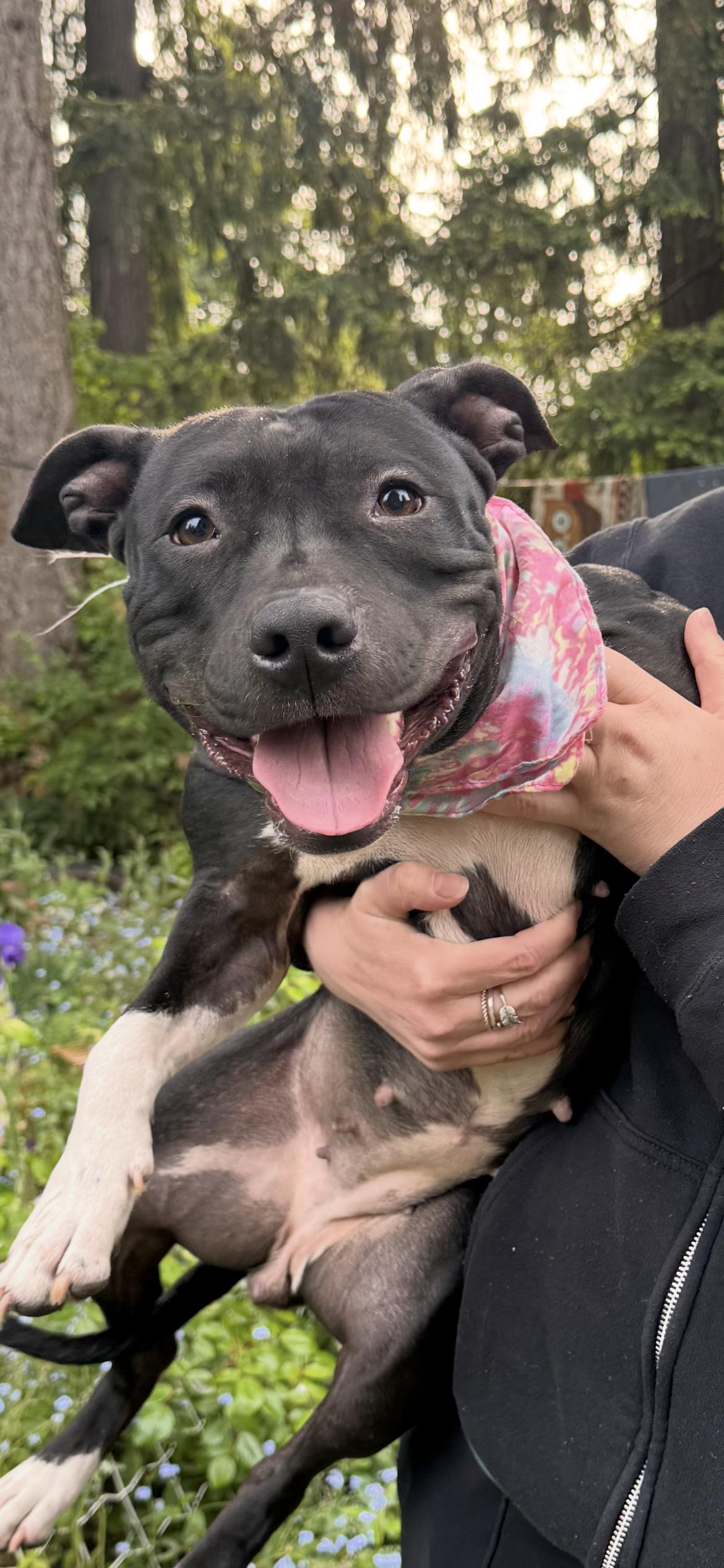 Bella, an adopted American Staffordshire Terrier in Auburn, WA image 6/6