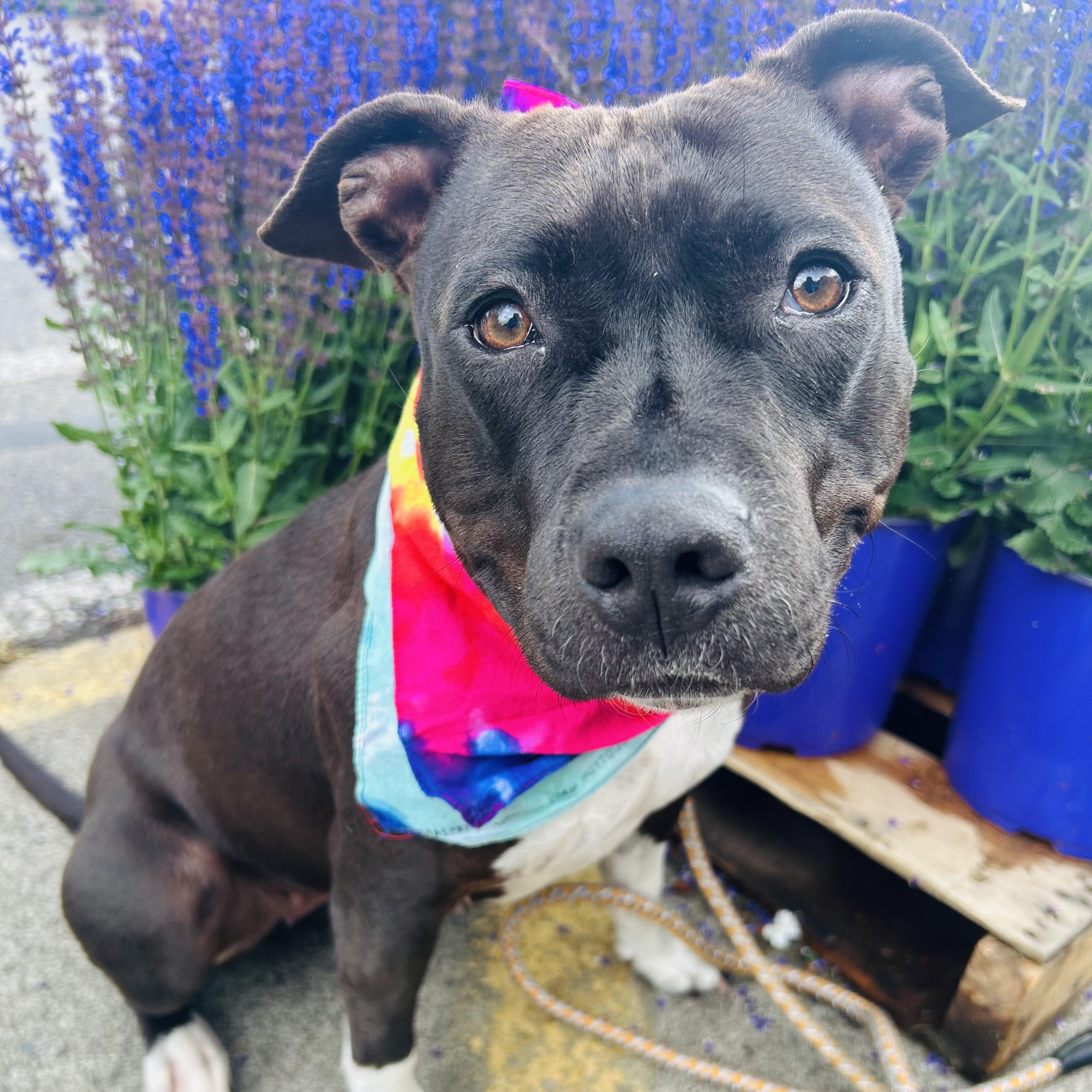 Bella, an adopted American Staffordshire Terrier in Auburn, WA image 2/6