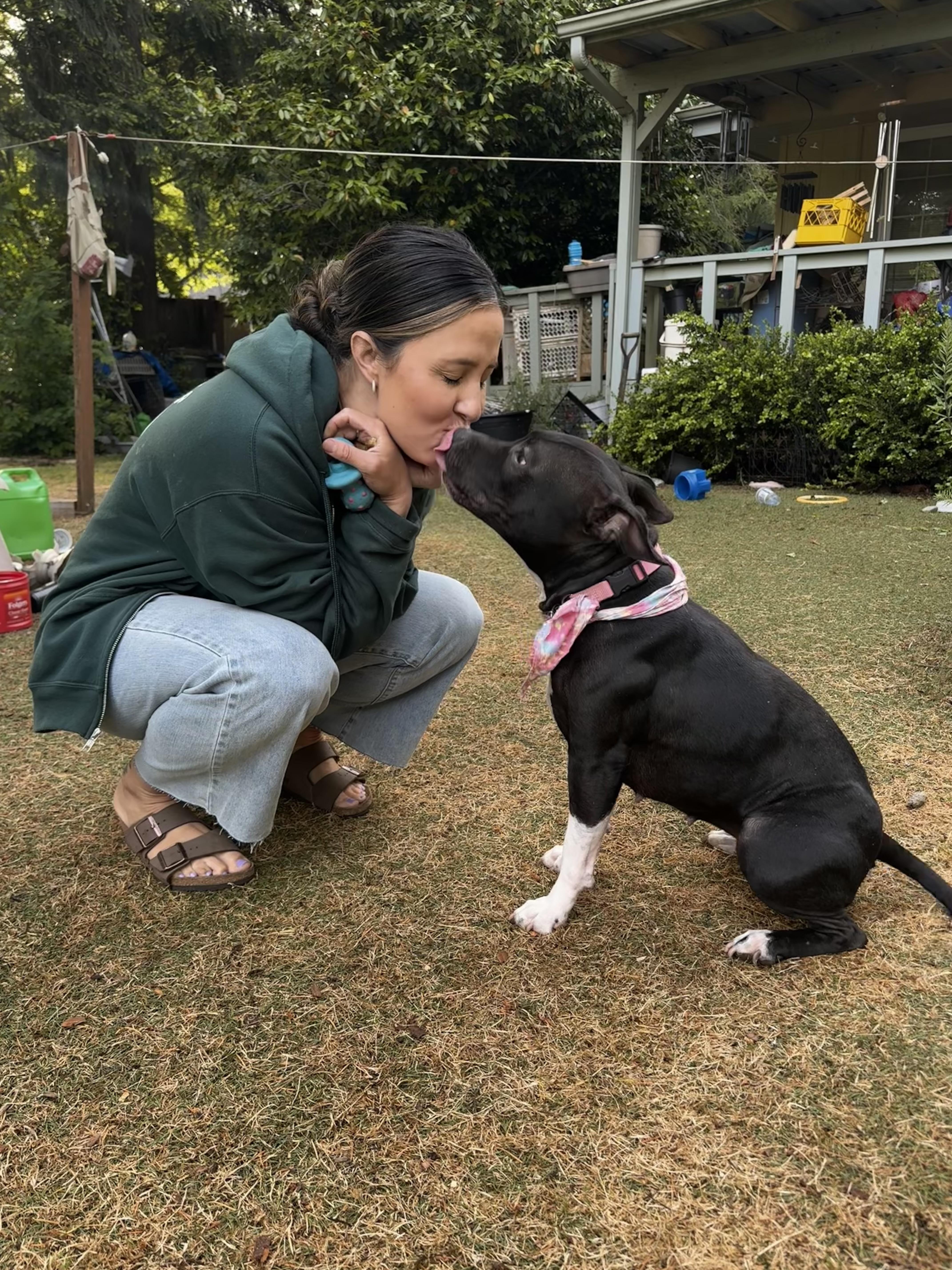 Bella, an adopted American Staffordshire Terrier in Auburn, WA image 4/6