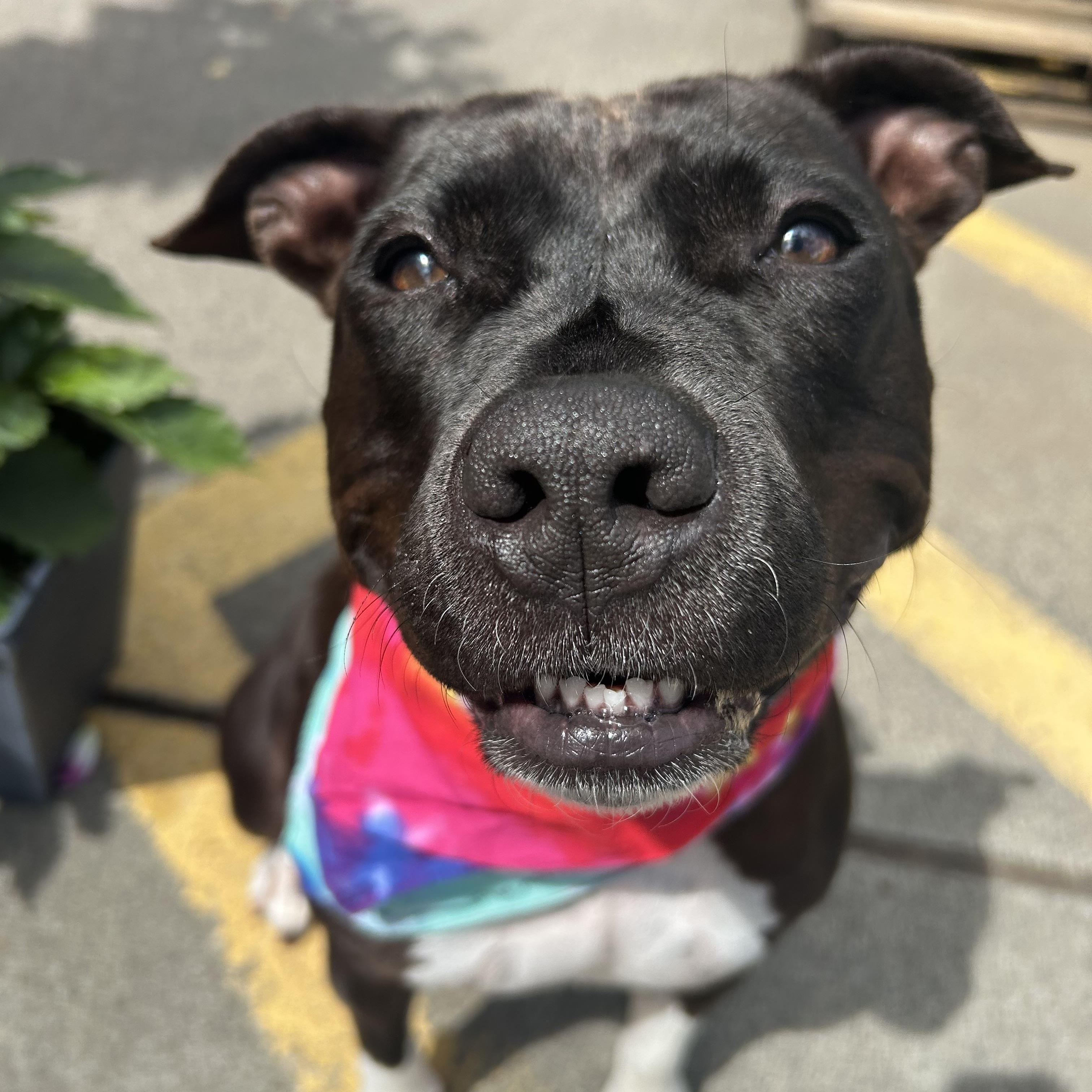 Bella, an adopted American Staffordshire Terrier in Auburn, WA image 1/6