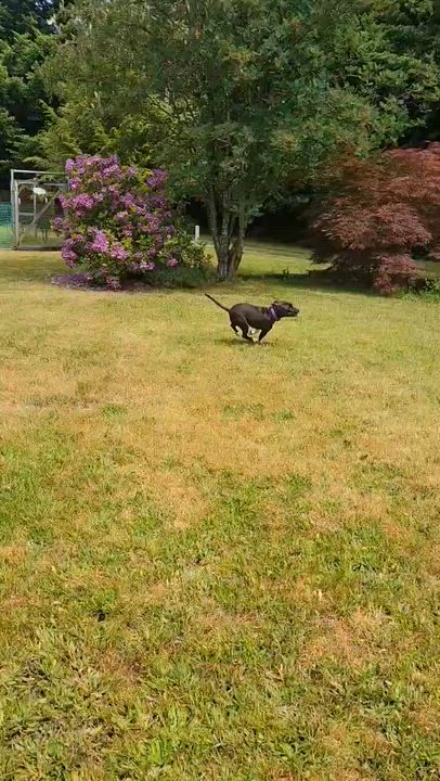 Enlarge Bella, an adopted American Staffordshire Terrier in Auburn, WA video 5/6