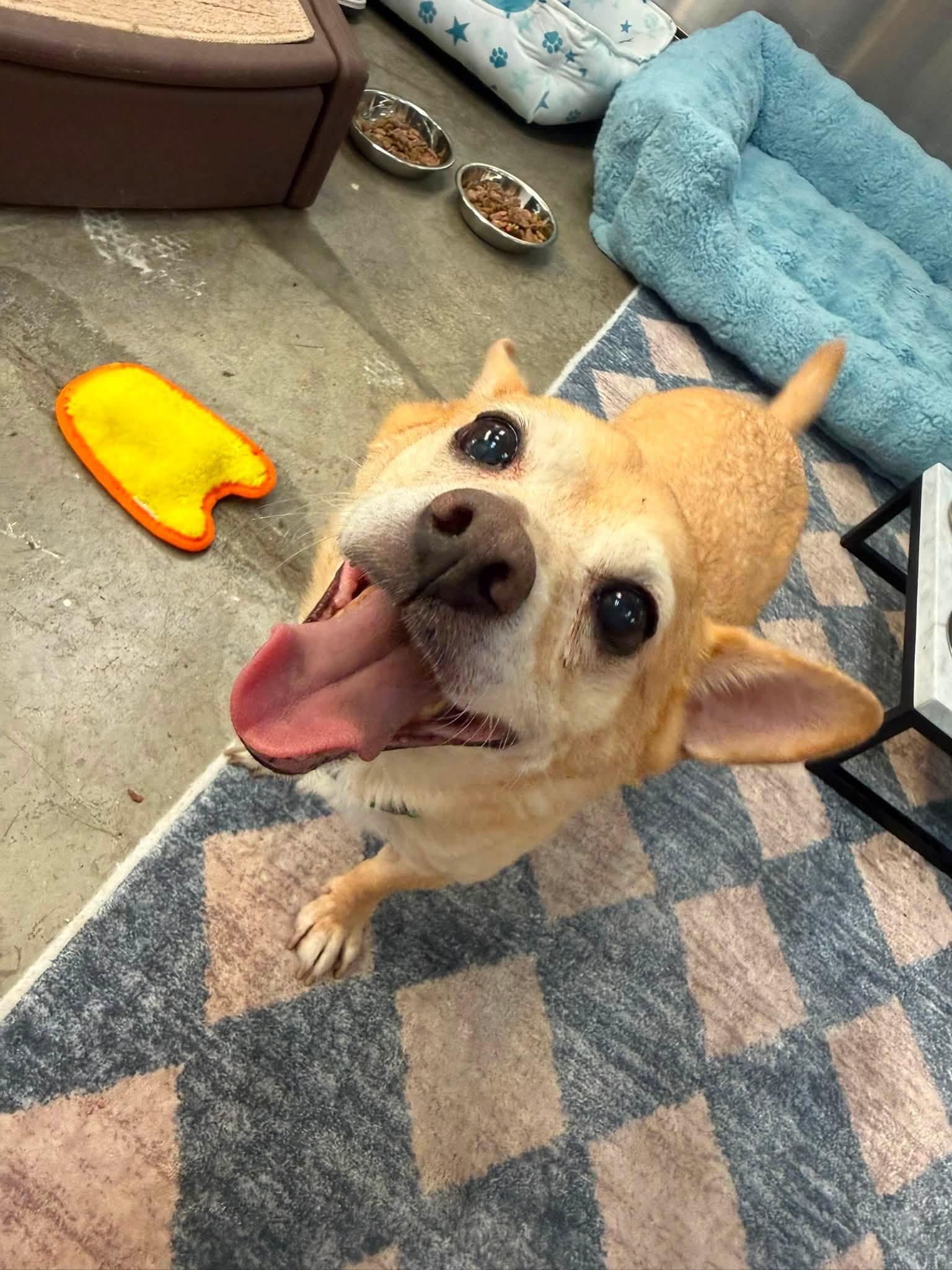 Enlarge Ernie, a Adoptable mixed breed in Scottsdale, AZ image 3/4