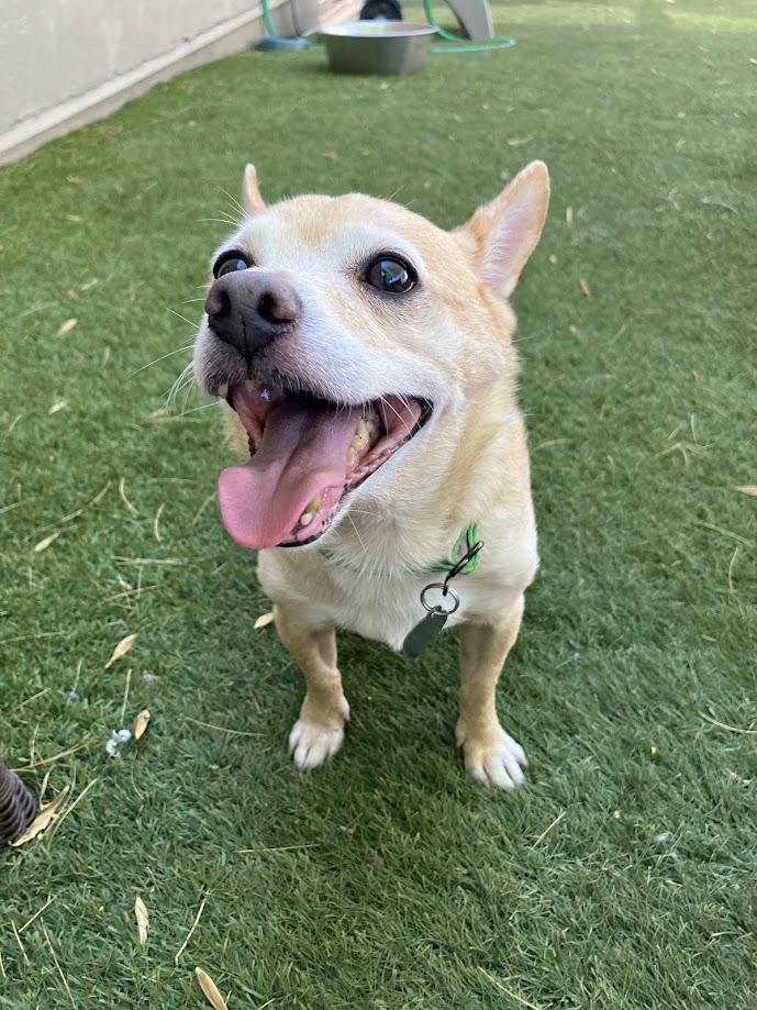 Enlarge Ernie, a Adoptable mixed breed in Scottsdale, AZ image 2/4