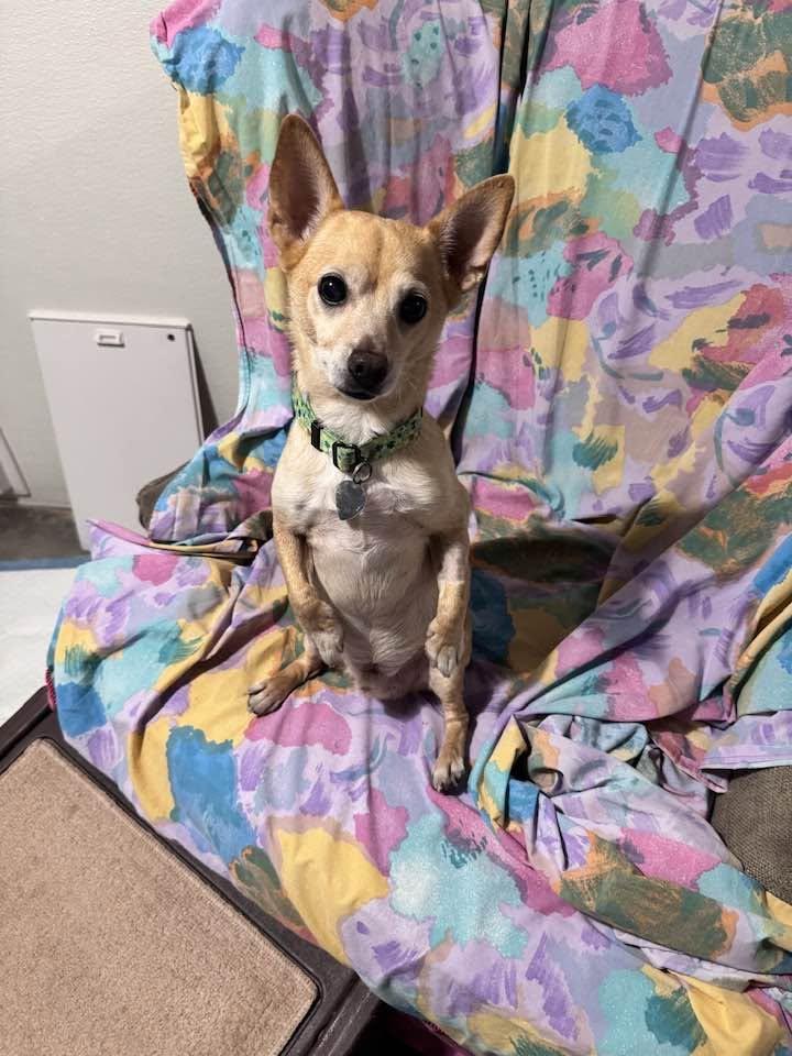 Enlarge Ernie, a Adoptable mixed breed in Scottsdale, AZ image 1/4