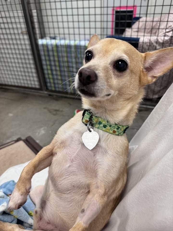 Enlarge Ernie, a Adoptable mixed breed in Scottsdale, AZ image 4/4