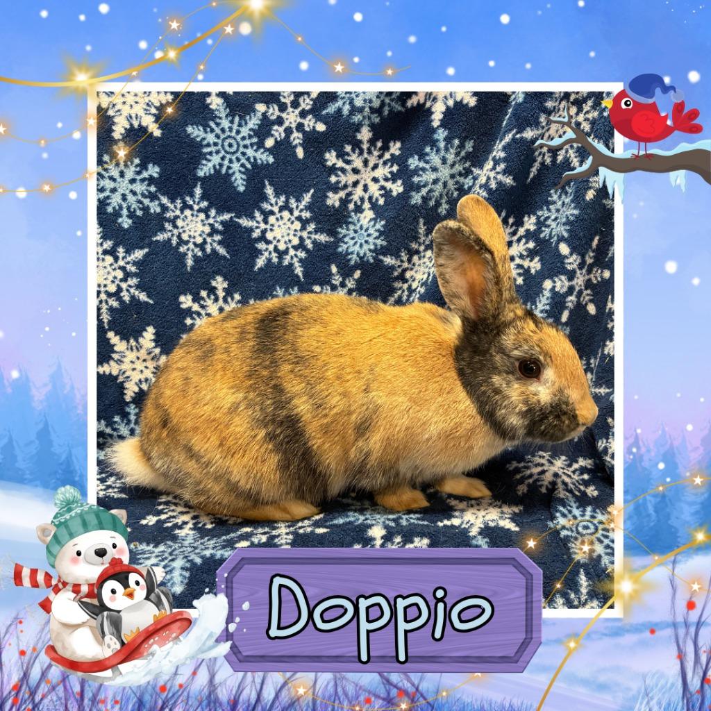 Enlarge Doppio, a Adopted Harlequin in Elizabethtown, KY image 1/5