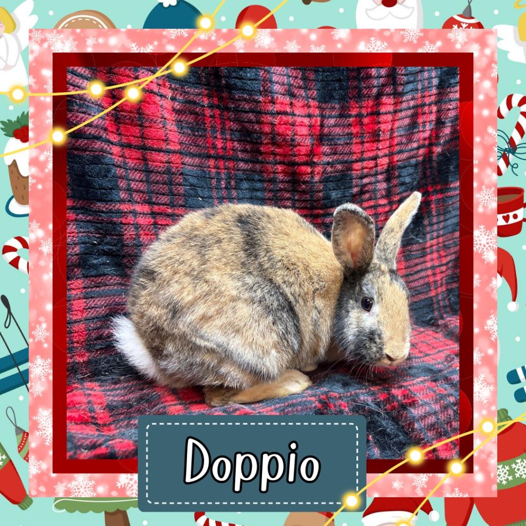 Enlarge Doppio, a Adopted Harlequin in Elizabethtown, KY image 2/5