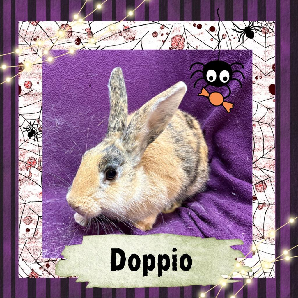 Enlarge Doppio, a Adopted Harlequin in Elizabethtown, KY image 3/5