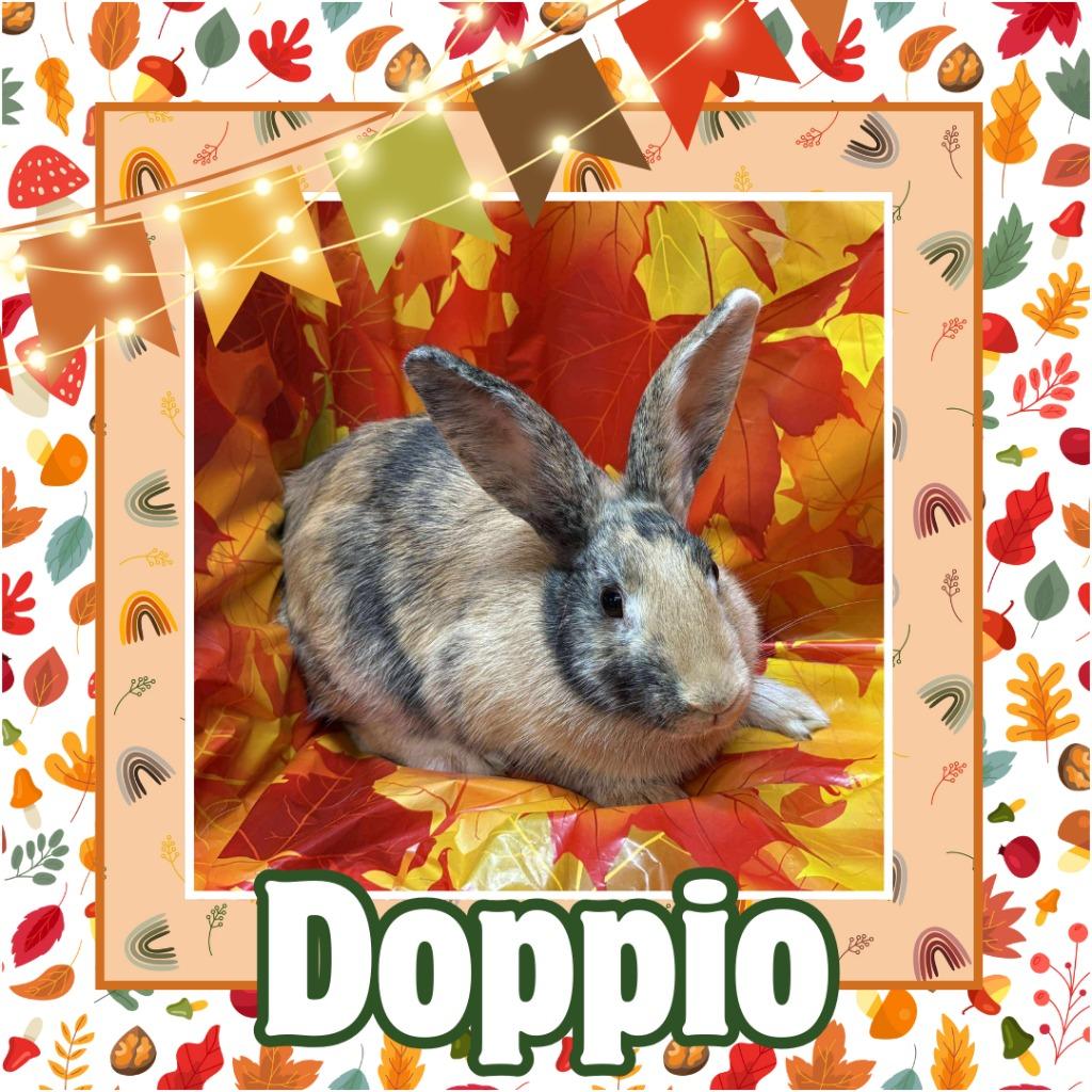 Enlarge Doppio, a Adopted Harlequin in Elizabethtown, KY image 4/5