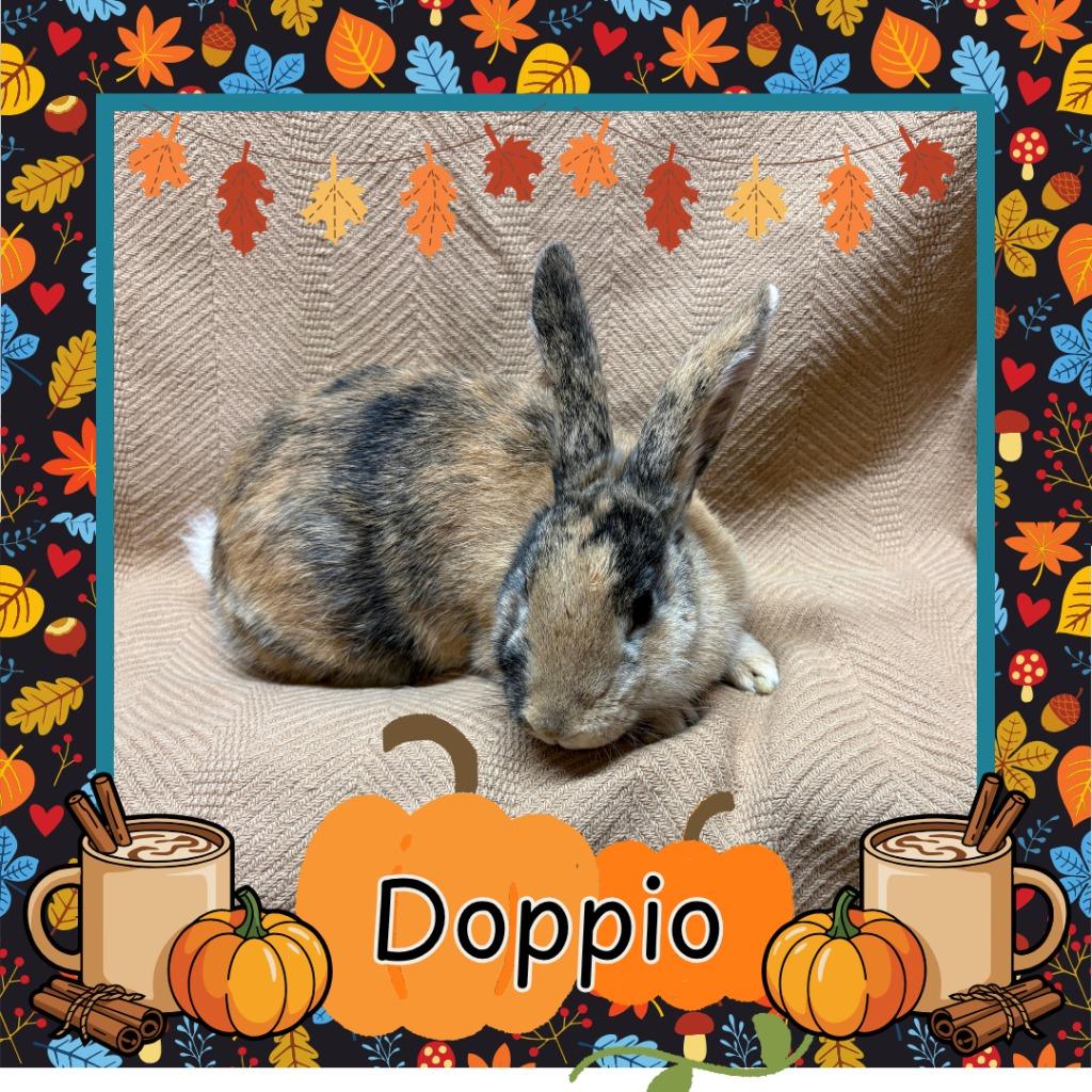 Enlarge Doppio, a Adopted Harlequin in Elizabethtown, KY image 5/5