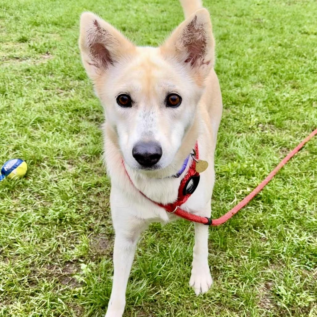 Blondie, Adoptable, Adult Female Shepherd & Mixed Breed.