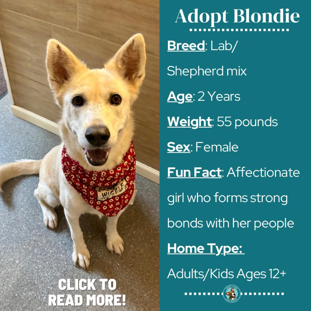 Enlarge Blondie, a Adoptable mixed breed in Metamora, MI image 2/6