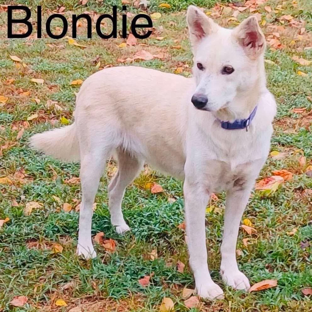 Enlarge Blondie, a Adoptable mixed breed in Metamora, MI image 3/6