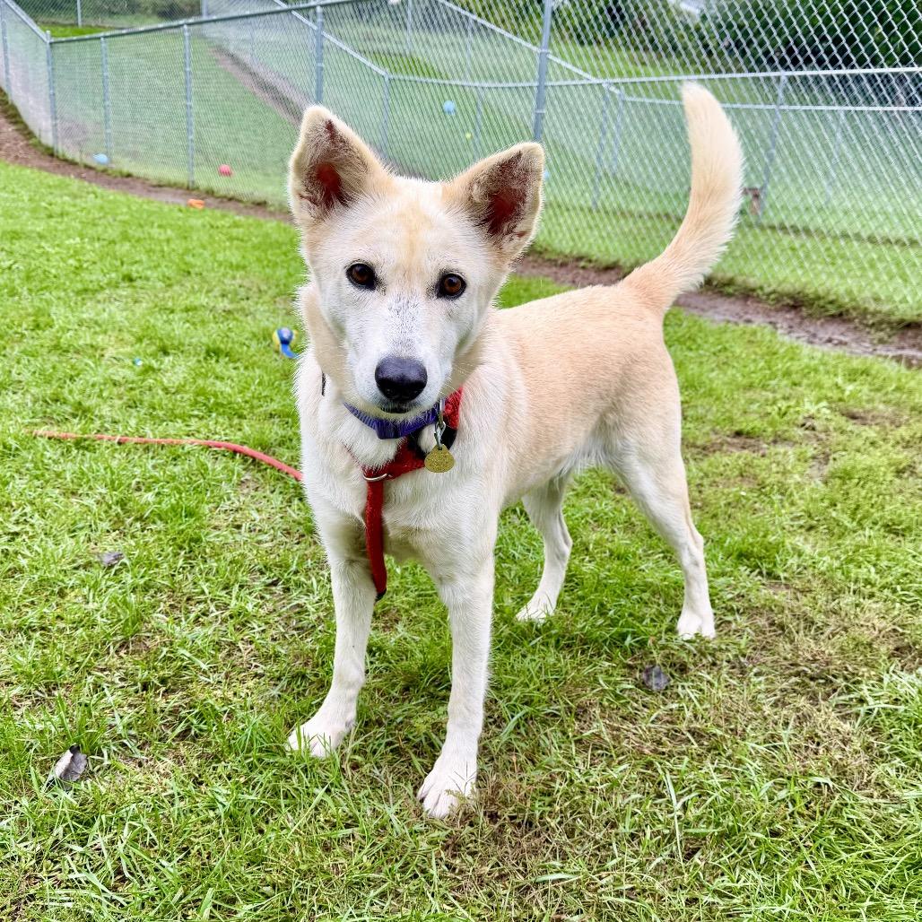 Enlarge Blondie, a Adoptable mixed breed in Metamora, MI image 4/6