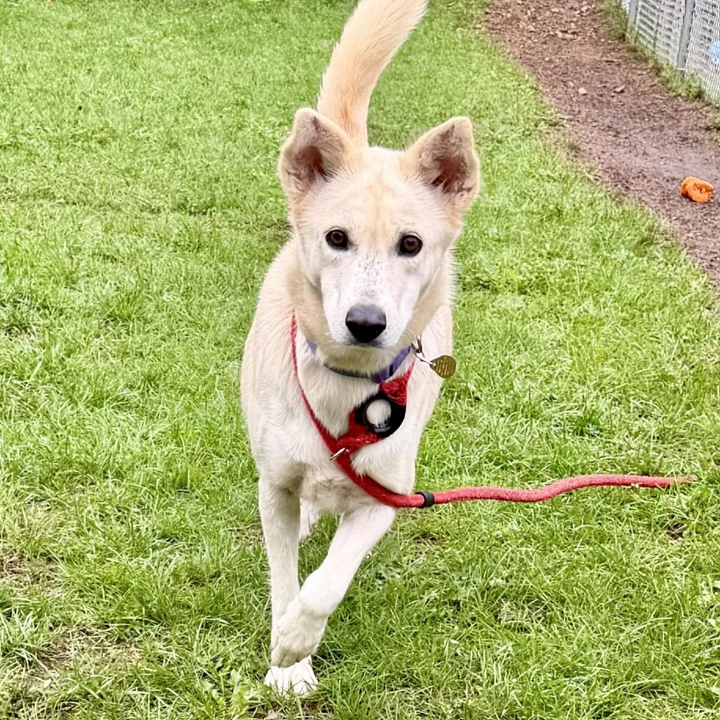 Enlarge Blondie, a Adoptable mixed breed in Metamora, MI image 5/6