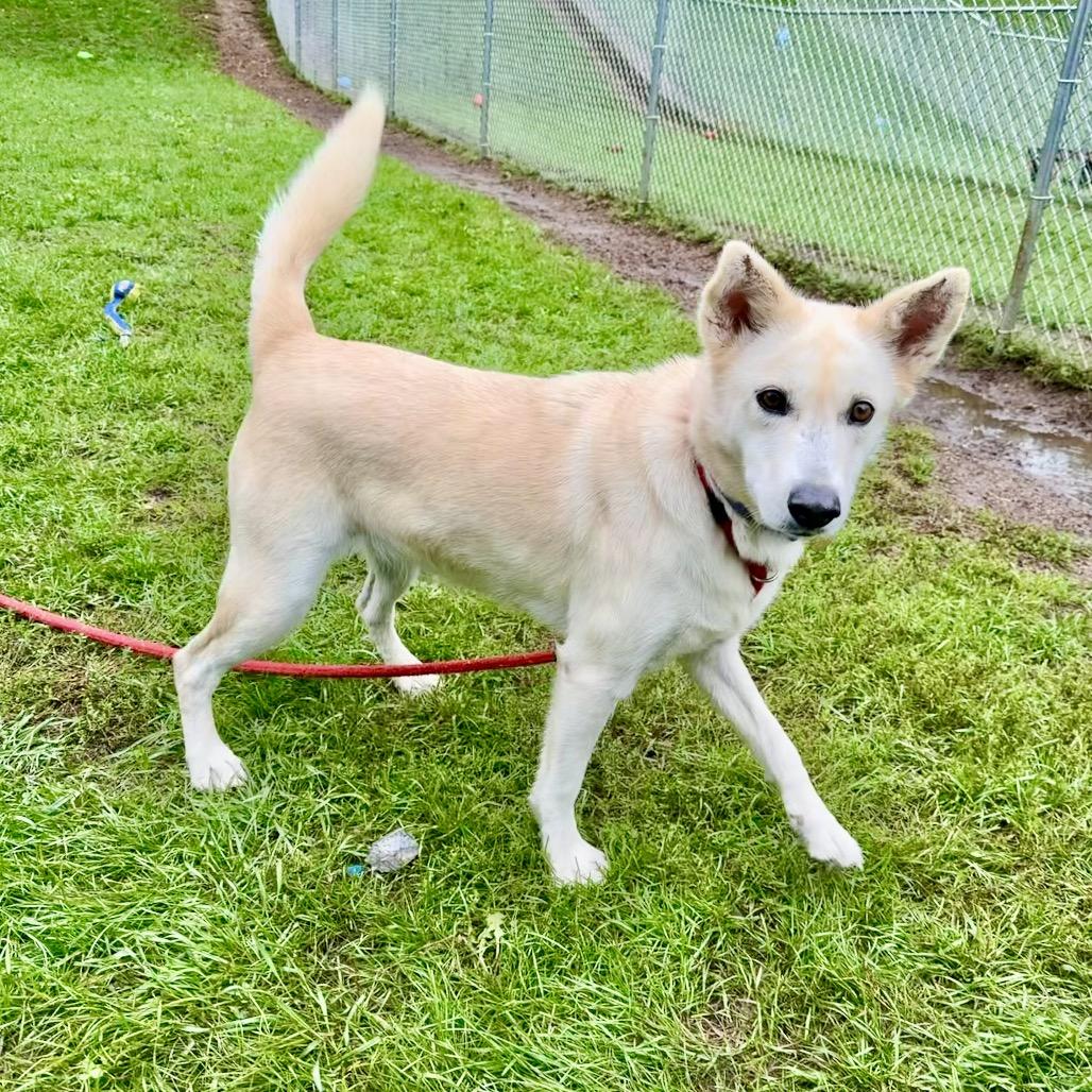 Enlarge Blondie, a Adoptable mixed breed in Metamora, MI image 6/6