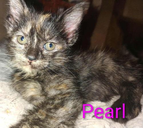 Enlarge Pearl - Waldo Litter, a ADOPTABLE mixed breed in Sheboygan, WI image 1/1