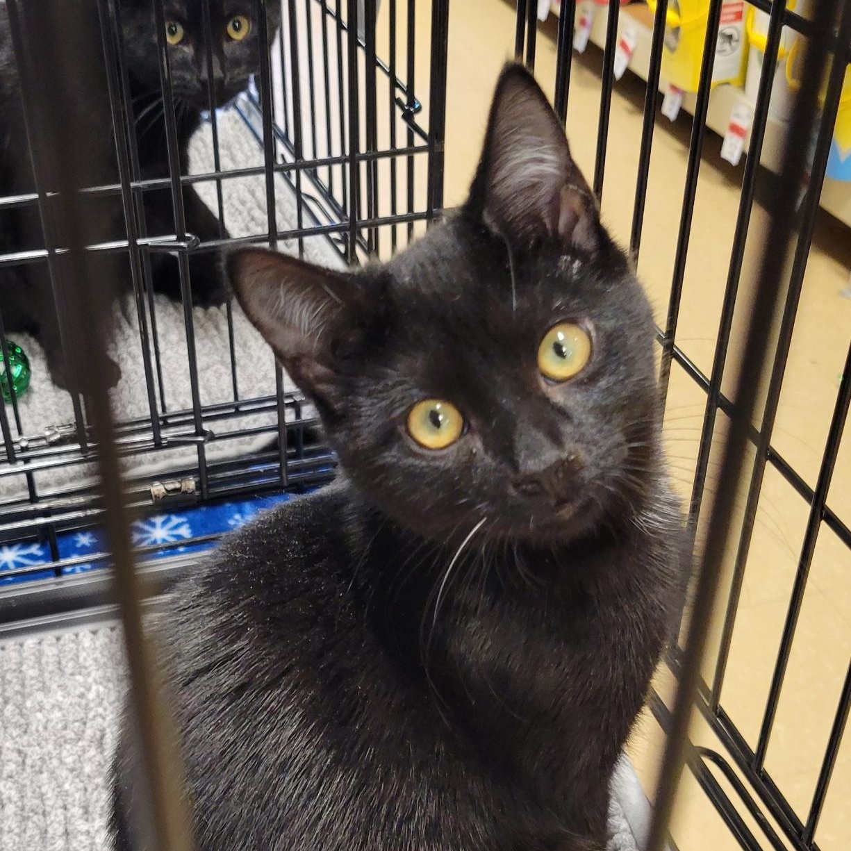 Enlarge Nathan, a Adoptable Domestic Short Hair in Green Brook, NJ image 2/2