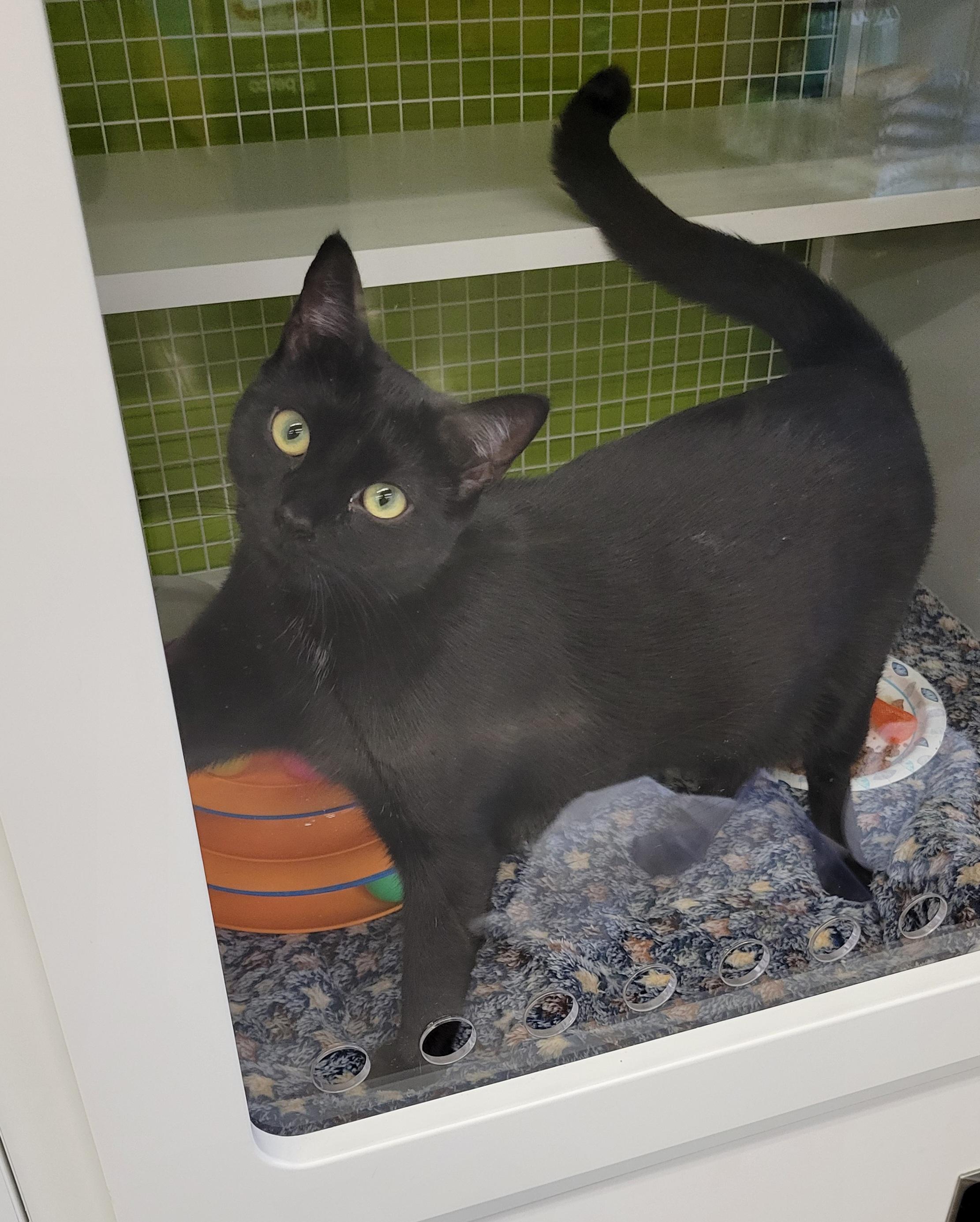 Enlarge Nathan, a Adoptable Domestic Short Hair in Green Brook, NJ image 1/2