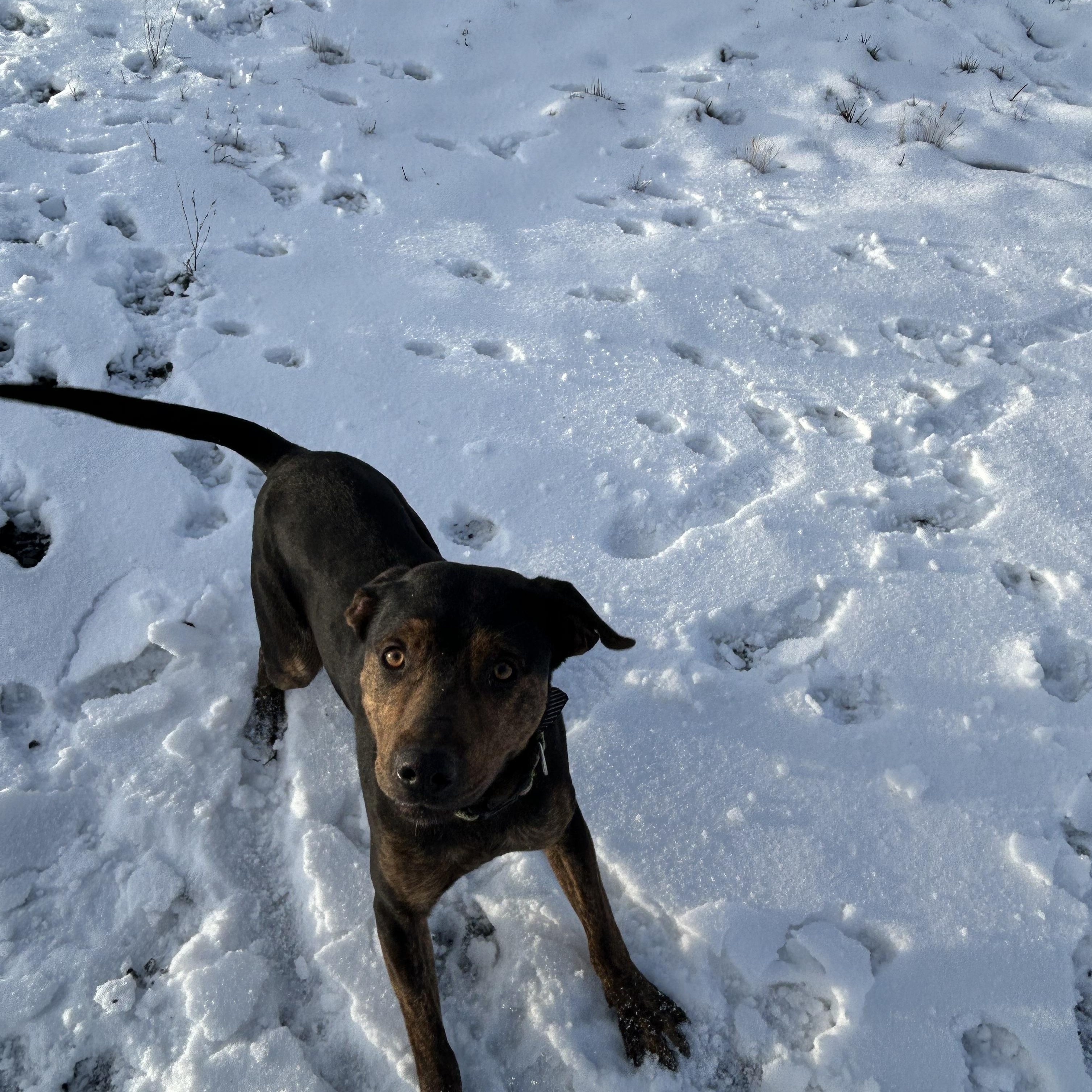 WALTER **Courtesy Listing for Luke’s Legacy**, a ADOPTABLE mixed breed in COEUR D ALENE, ID image 5/5