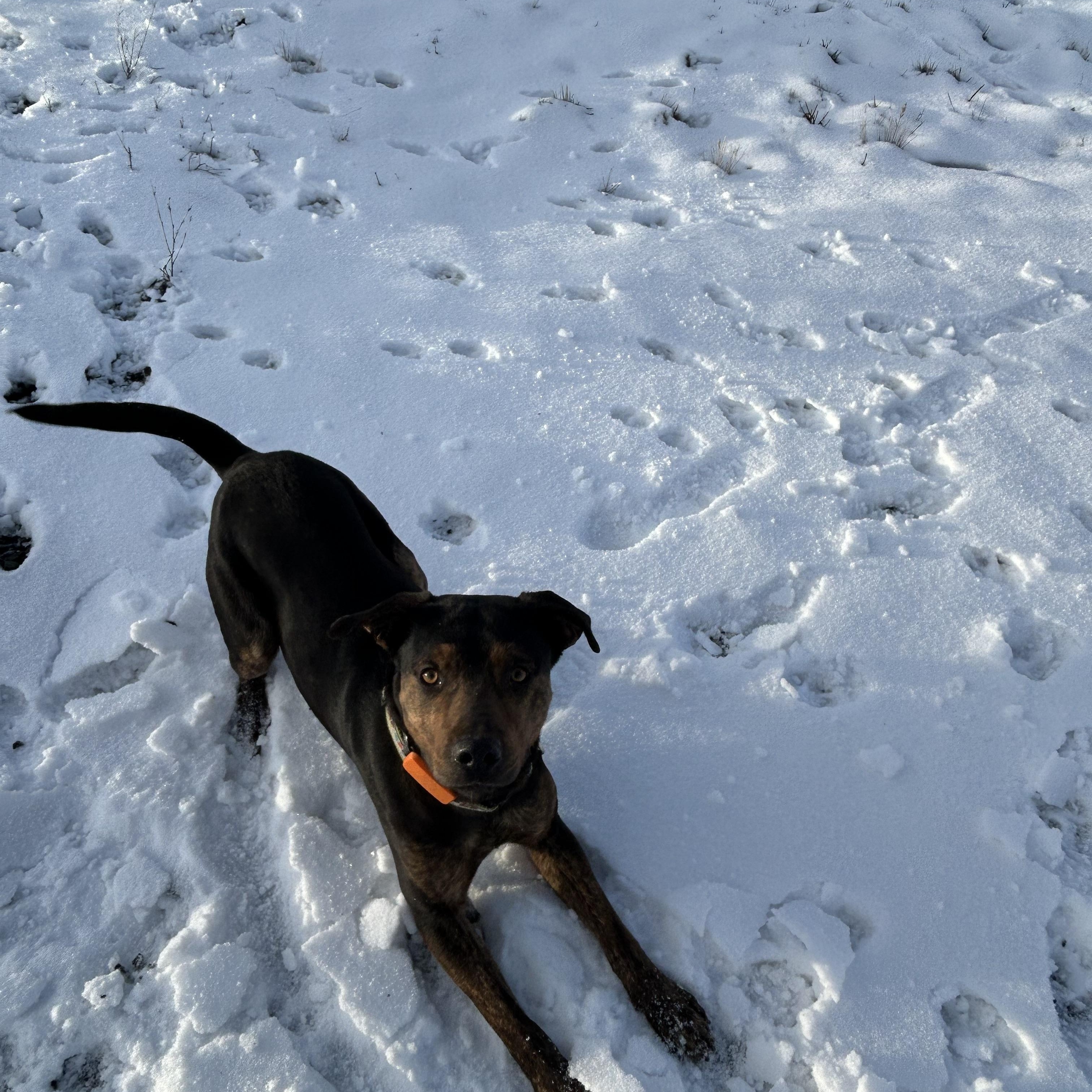 WALTER **Courtesy Listing for Luke’s Legacy**, ADOPTABLE, Adult Male Rottweiler & German Shepherd Dog.