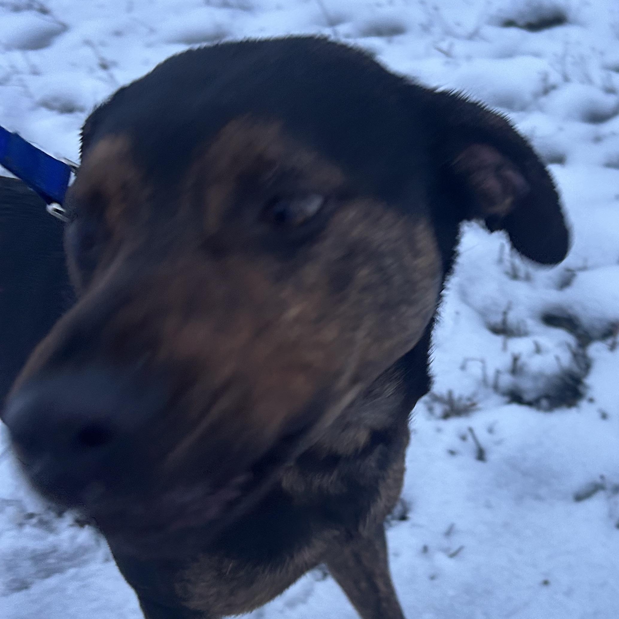 WALTER **Courtesy Listing for Luke’s Legacy**, a ADOPTABLE mixed breed in COEUR D ALENE, ID image 3/5