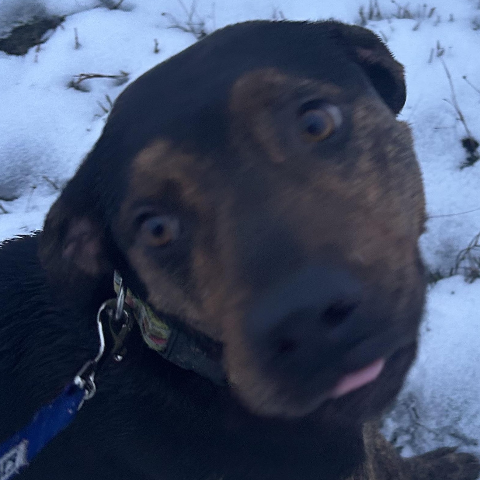 WALTER **Courtesy Listing for Luke’s Legacy**, a ADOPTABLE mixed breed in COEUR D ALENE, ID image 4/5