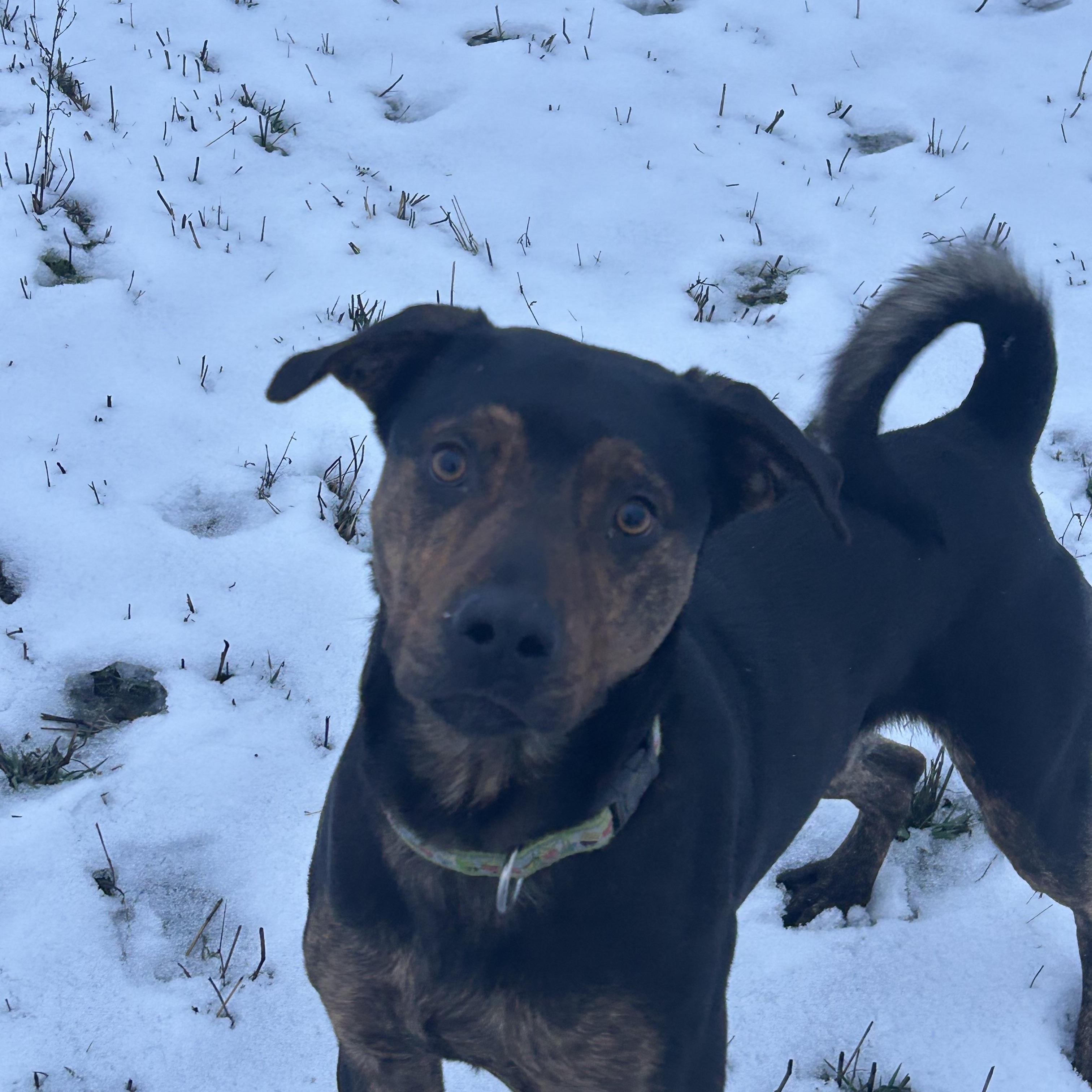 WALTER **Courtesy Listing for Luke’s Legacy**, ADOPTABLE, Adult Male Rottweiler & German Shepherd Dog.