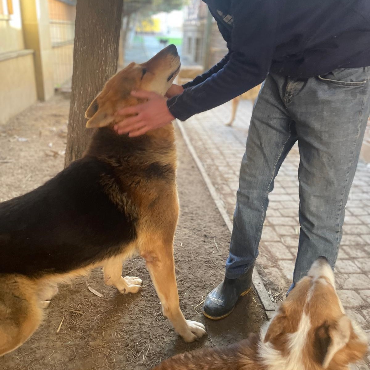 Blind_pola thumbnail 3