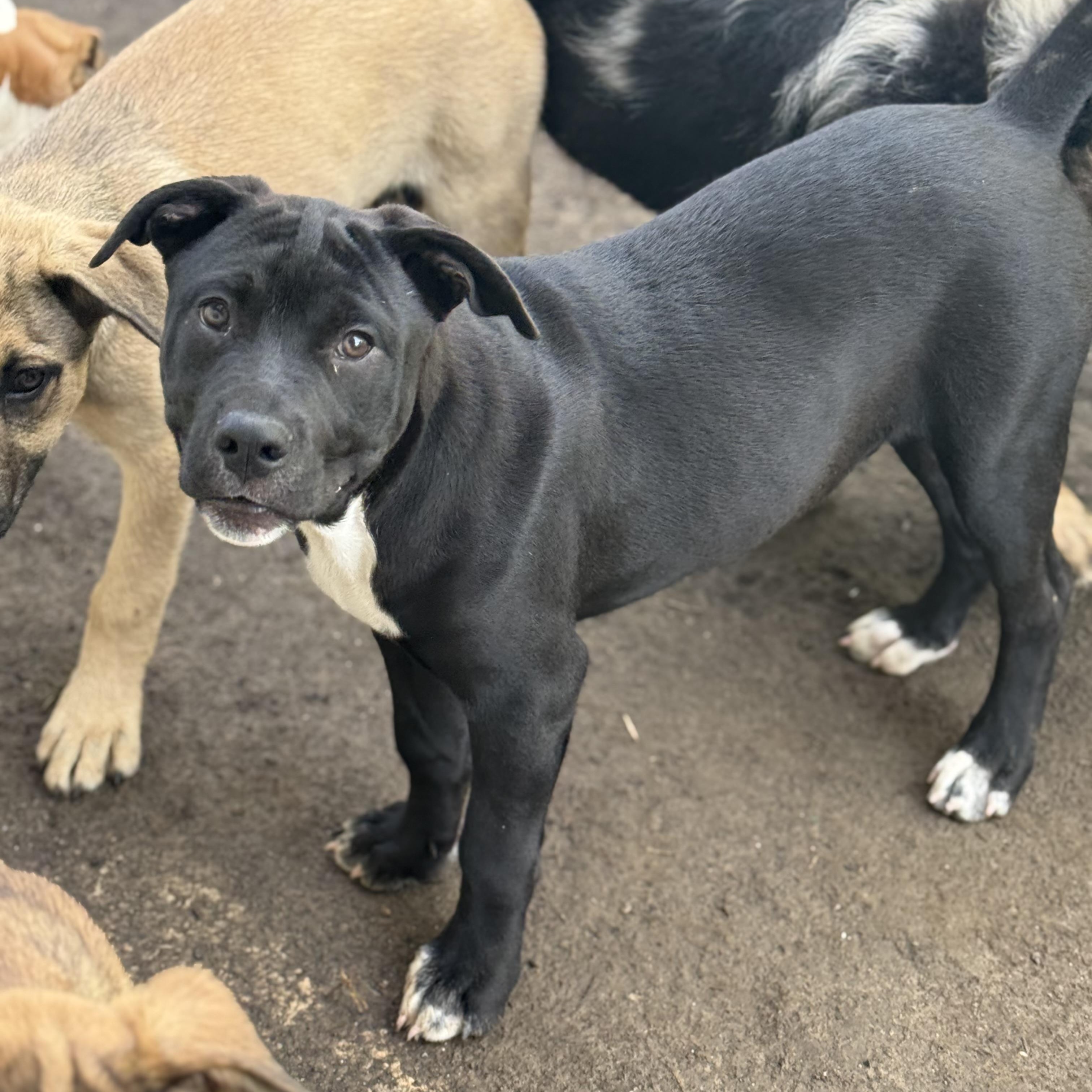 Enlarge Milo, a Adoptable mixed breed in Glenolden, PA image 6/6