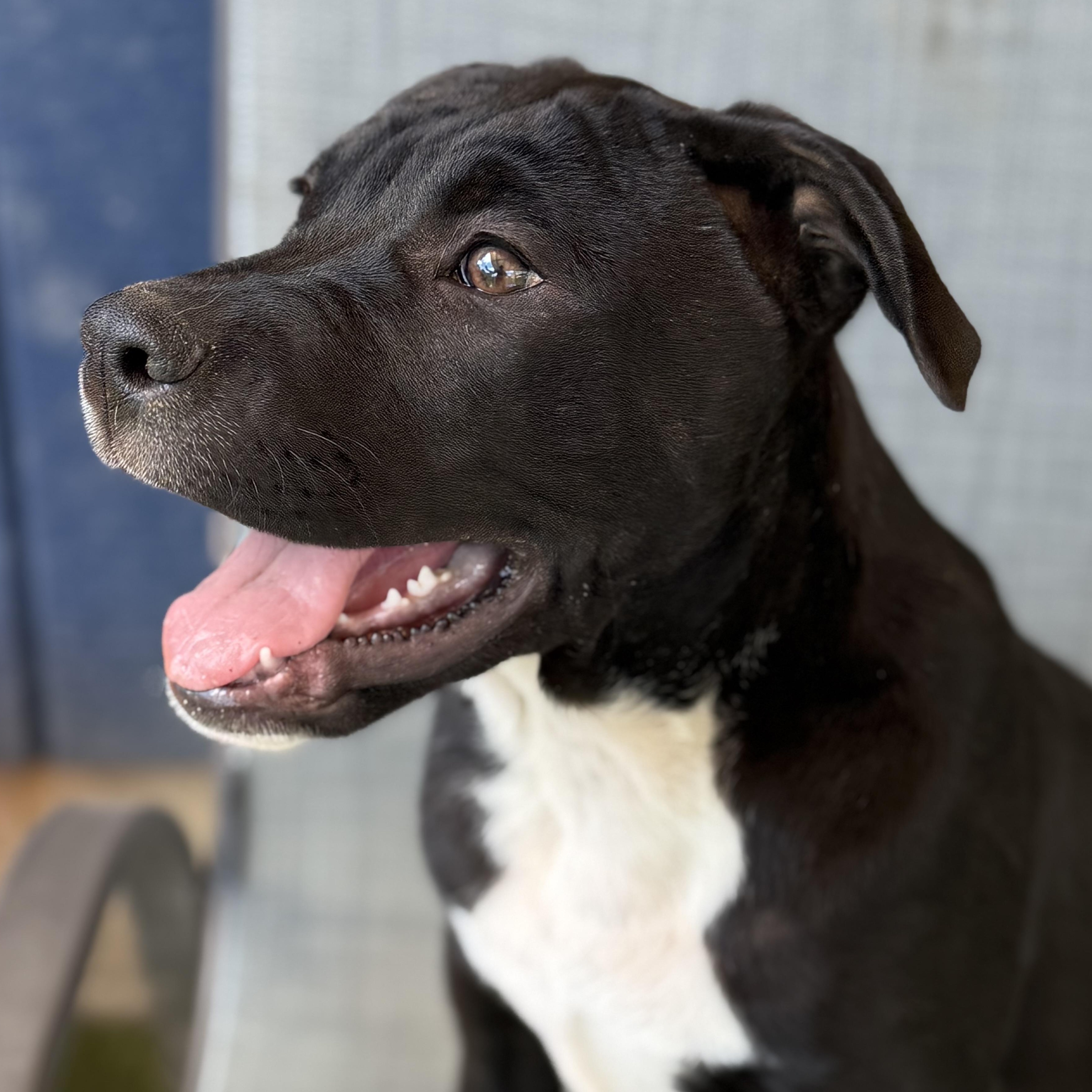 Enlarge Milo, a Adoptable mixed breed in Glenolden, PA image 4/6