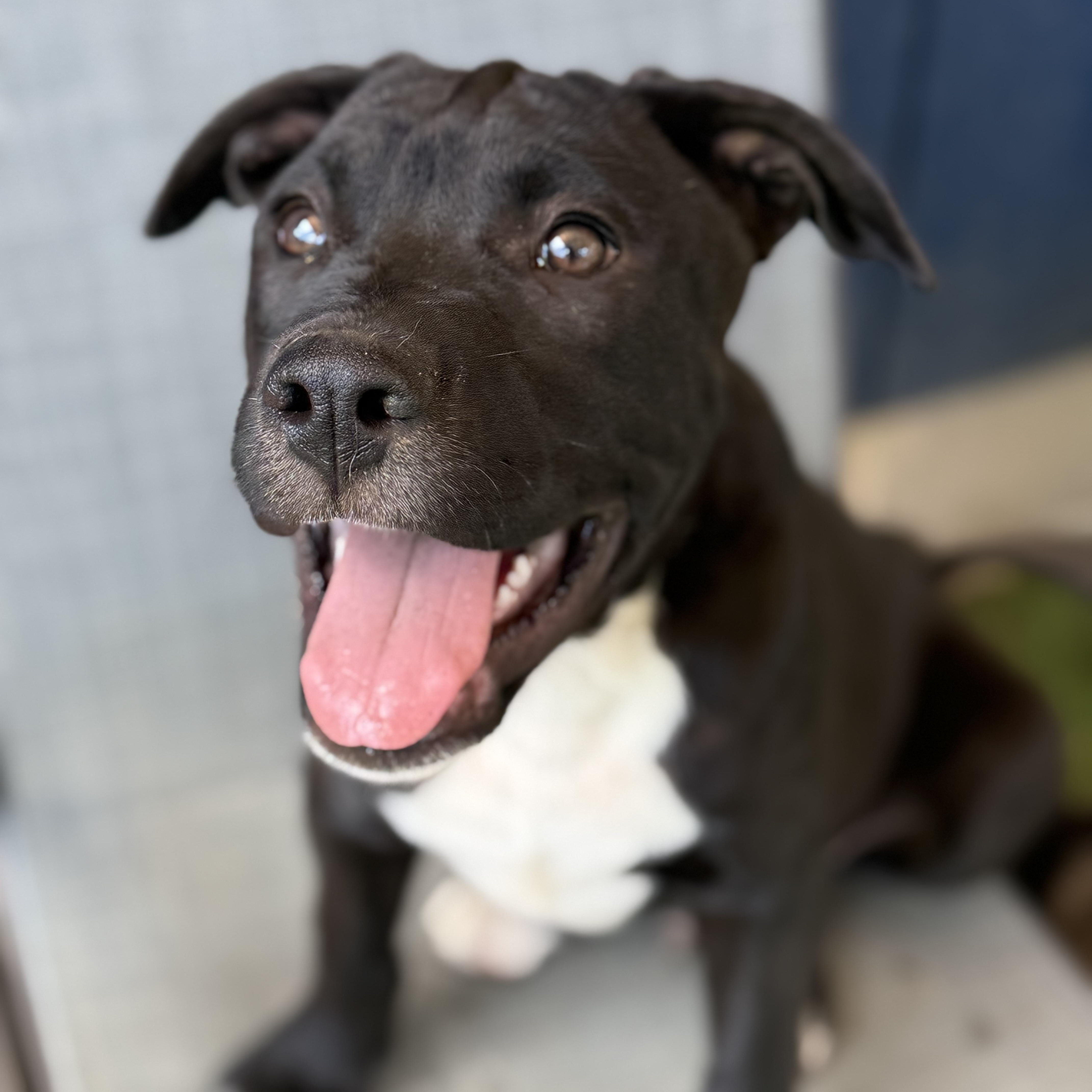 Enlarge Milo, a Adoptable mixed breed in Glenolden, PA image 3/6