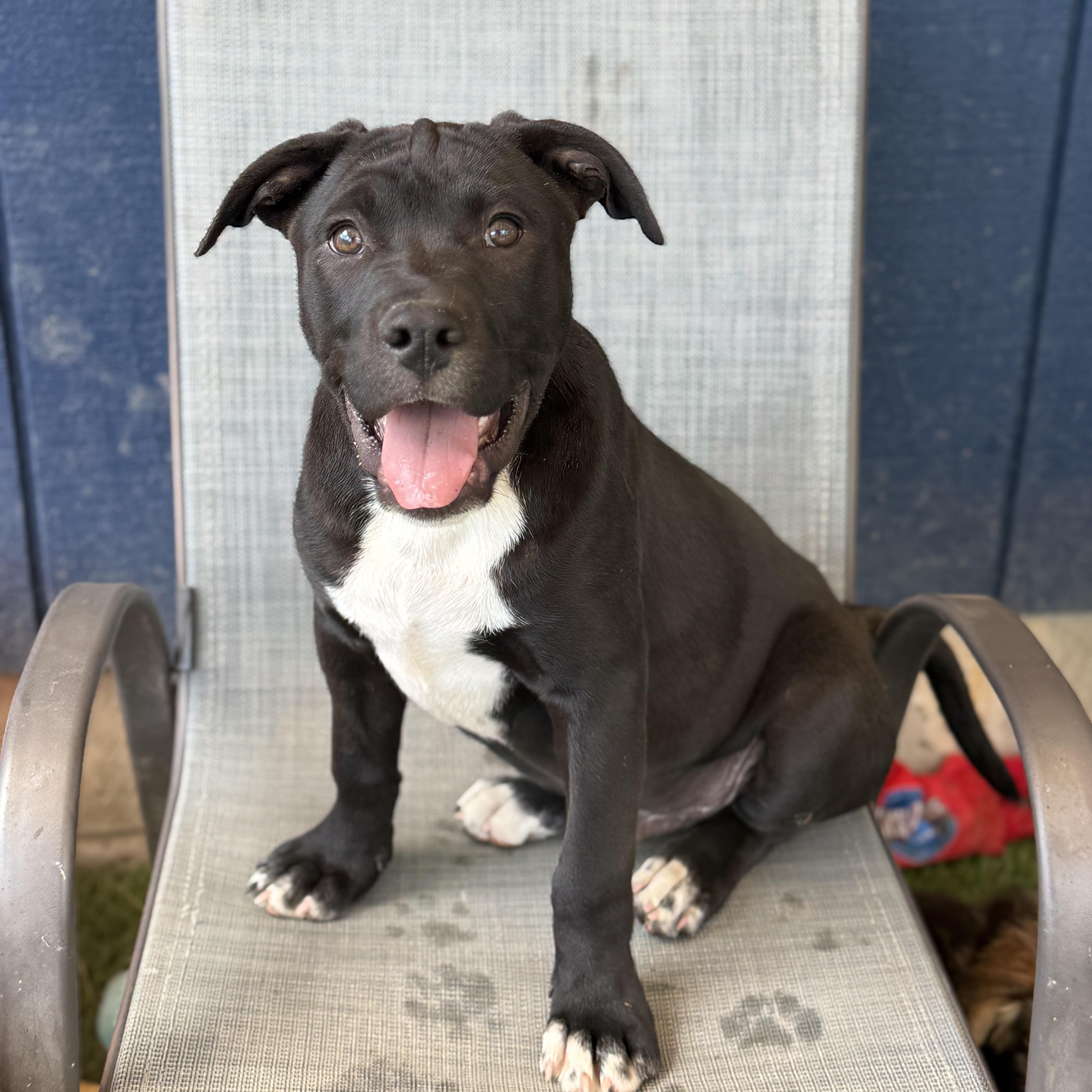 Enlarge Milo, a Adoptable mixed breed in Glenolden, PA image 2/6